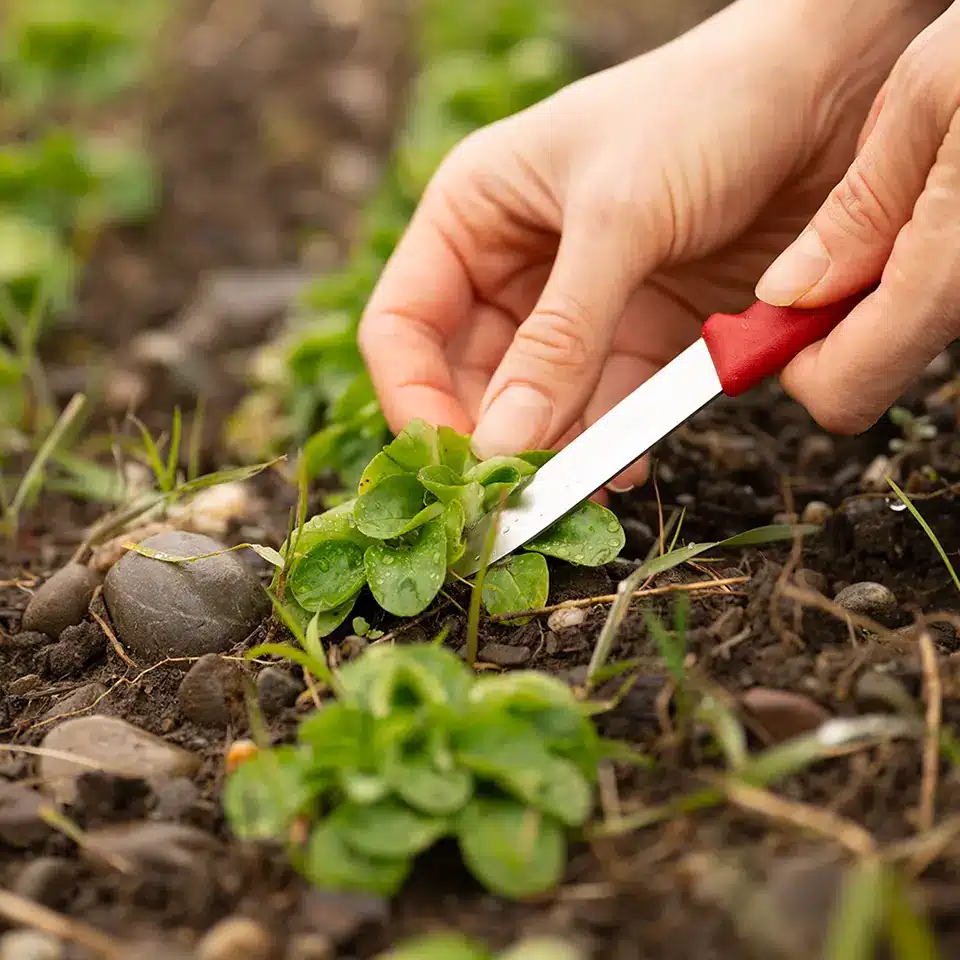 Feldsalat im Dezember richtig schneiden