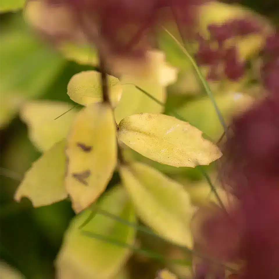 Blatt der Fetthenne im November