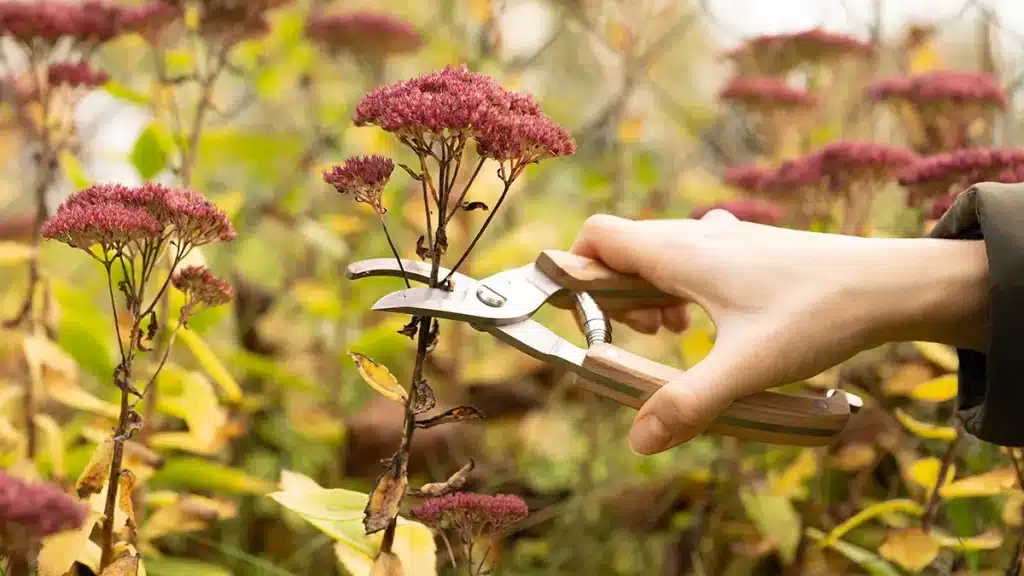 Hand schneidet verblühte Fetthenne im Herbstgarten – Tipps zur richtigen Pflege im Oktober