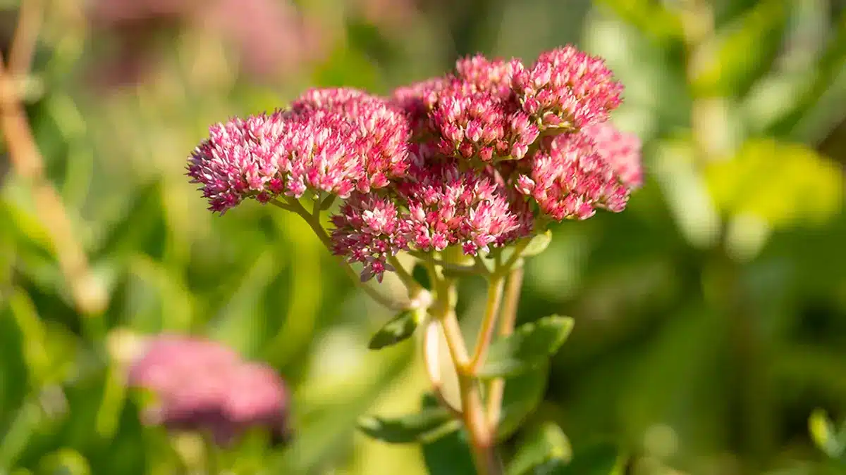 Fetthenne ist sehr pflegeleicht im Garten im September