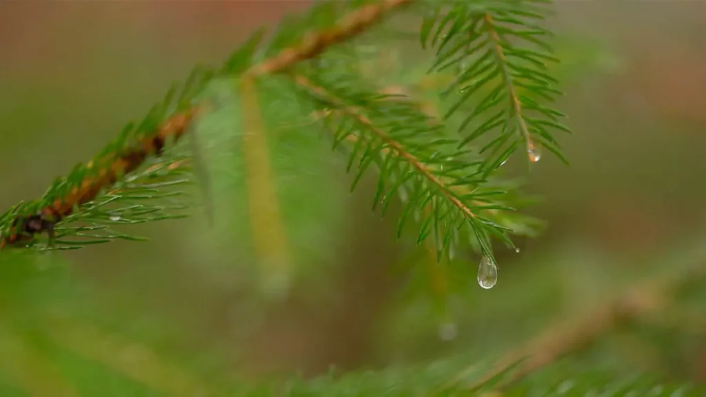 Fichtenzweig im Winter mit Tautropfen – Fichte als Hausmittel bei Erkältung im Januar