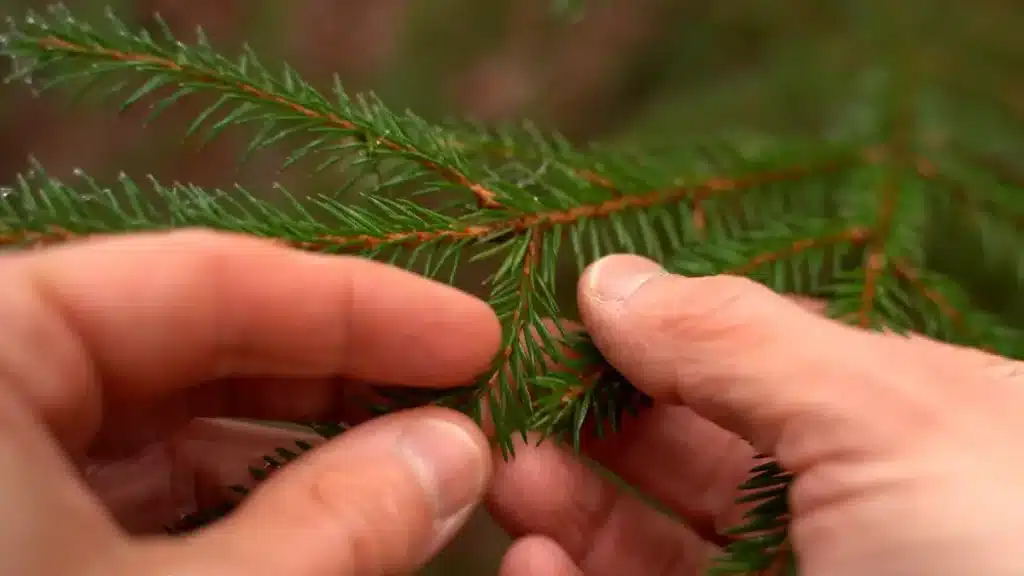 Hände vergleichen Nadeln von Fichte und Tanne am Weihnachtsbaum im Dezember