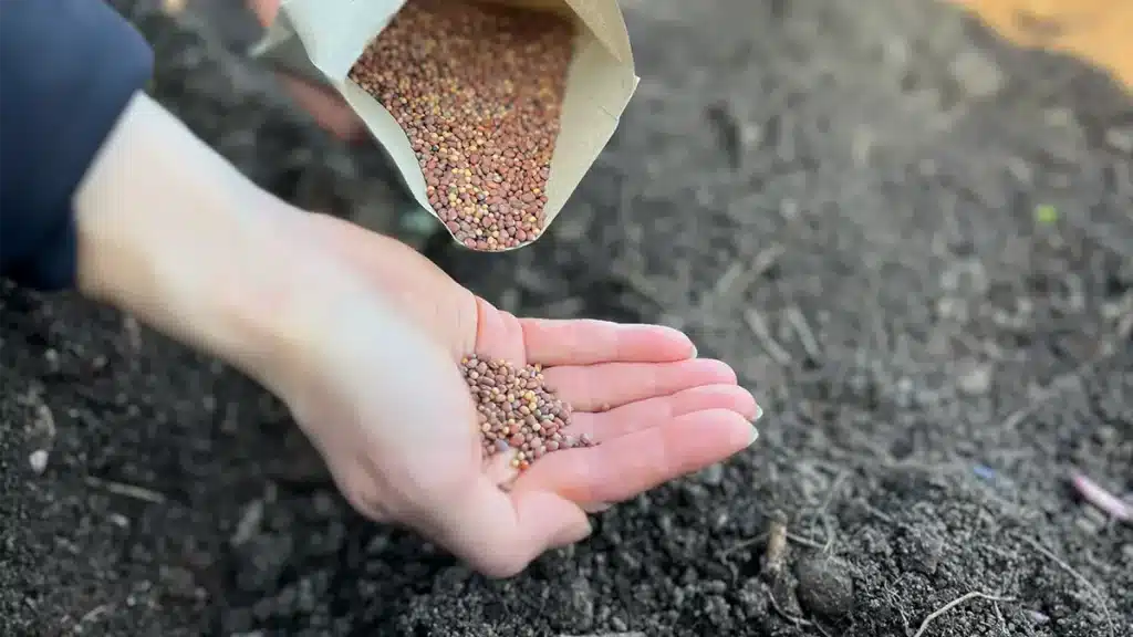 Frisches Gemüse im Winter anbauen - trotz Frost und Schnee