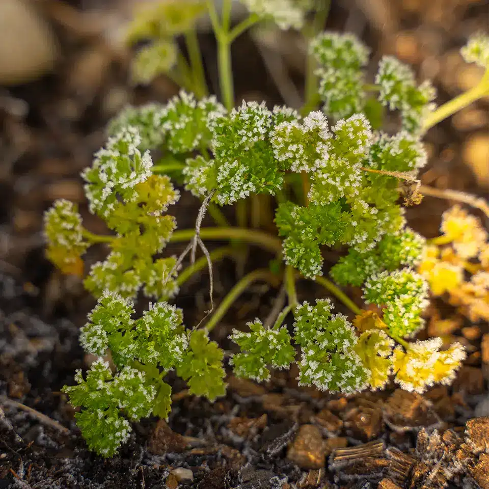 Frost auf Petersilie im Garten