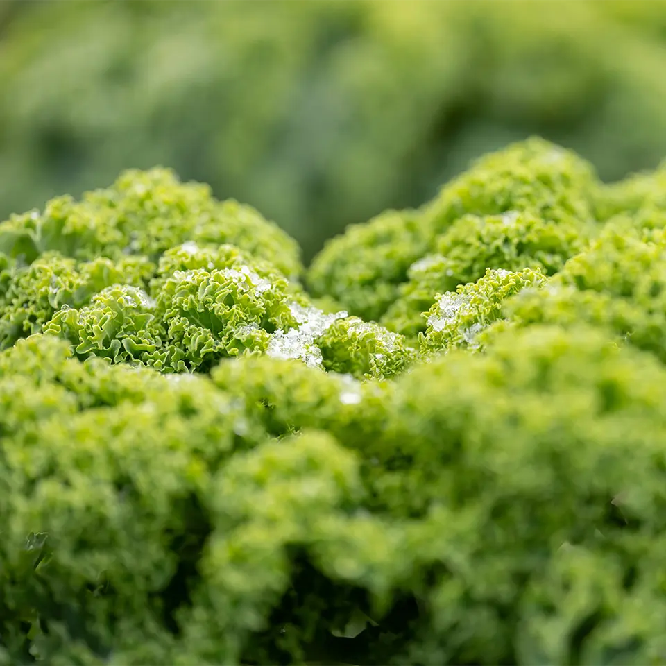 Frost auf dem Grünkohl