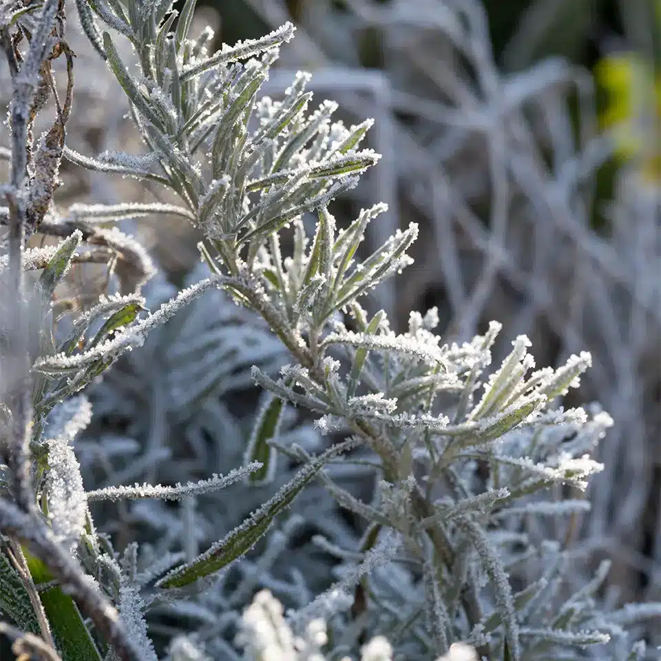 Frost am Rosmarin