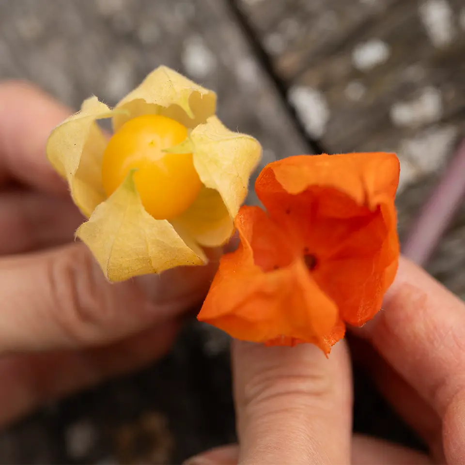 Früchte von Physalis und Lampionblume im Vergleich