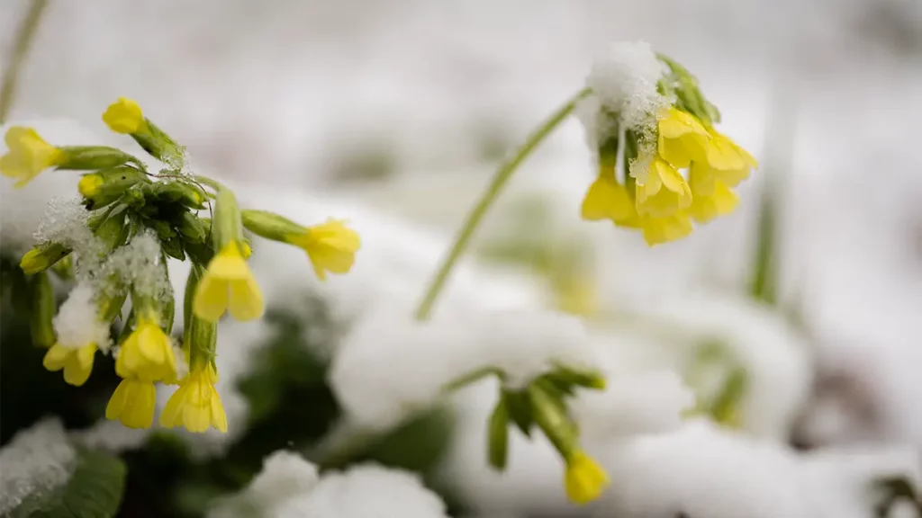 Gelbe Frühblüher ragen durch eine dünne Schneeschicht im Garten und kündigen den Beginn der neuen Saison an.