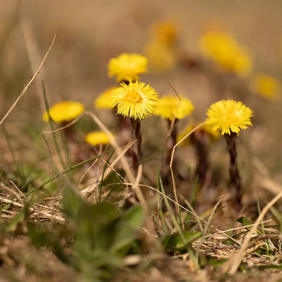 Huflattich ist ein Frühblüher