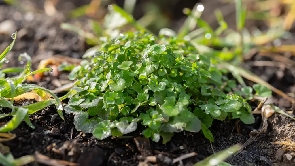 Behaartes Schaumkraut im Frühling im Garten – essbares Wildkraut mit Blättern wie Kresse
