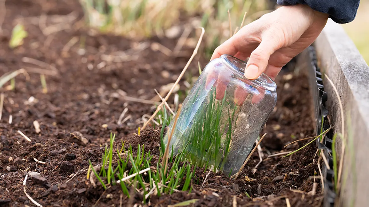 Der Geheimtipp für schnell wachsende Kräuter im Februar