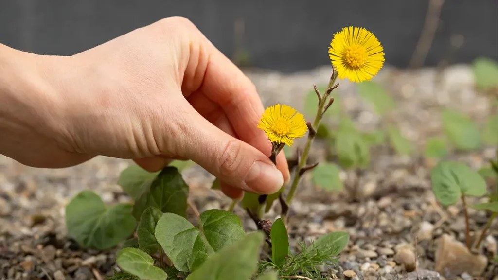 Gelbe Wildpflanzen im März erkennen – Huflattich wächst am Boden und wird von Hand gepflückt