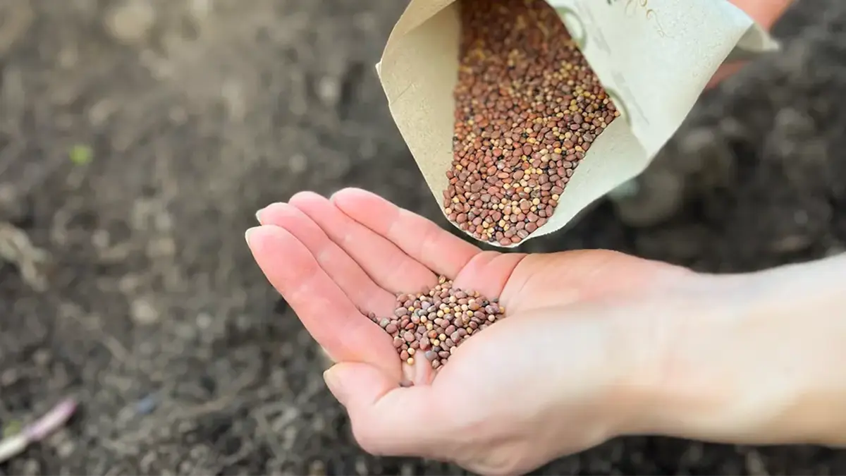 Bio-Saatgut im September aussäen – Schwarzer Rettich, Kresse und Rucola im Garten und auf dem Balkon