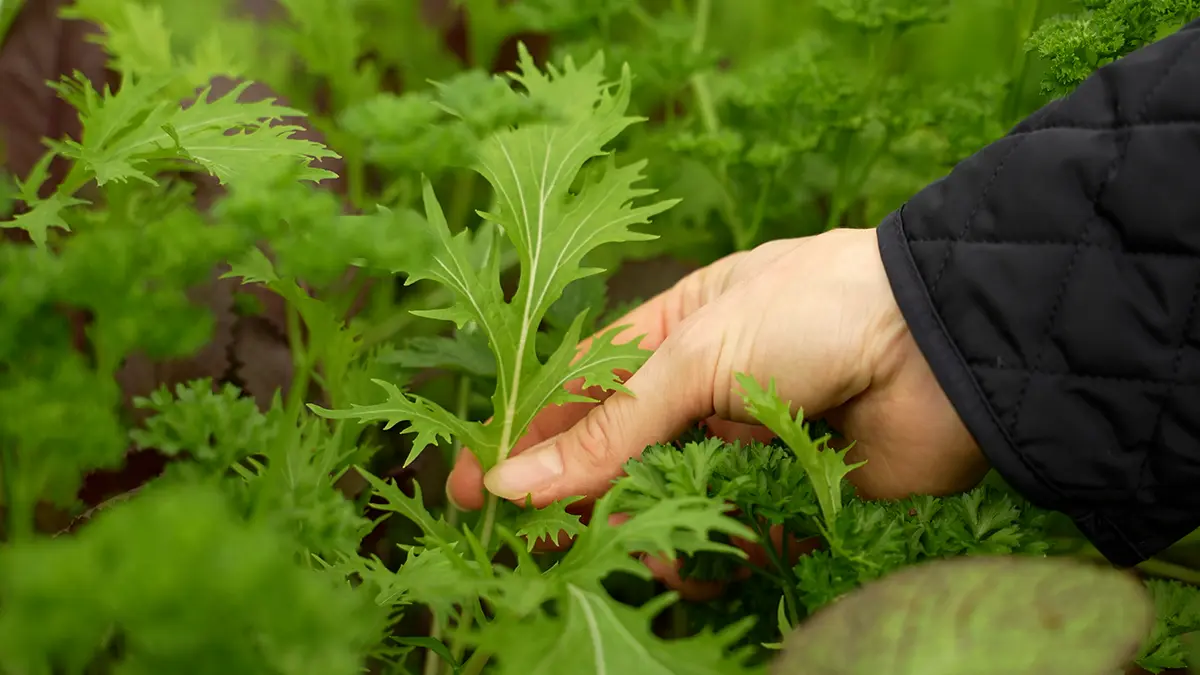 Gemüseanbau im eigenen Garten im Januar: junge grüne Gemüsepflanzen werden vorsichtig mit der Hand im Beet kontrolliert
