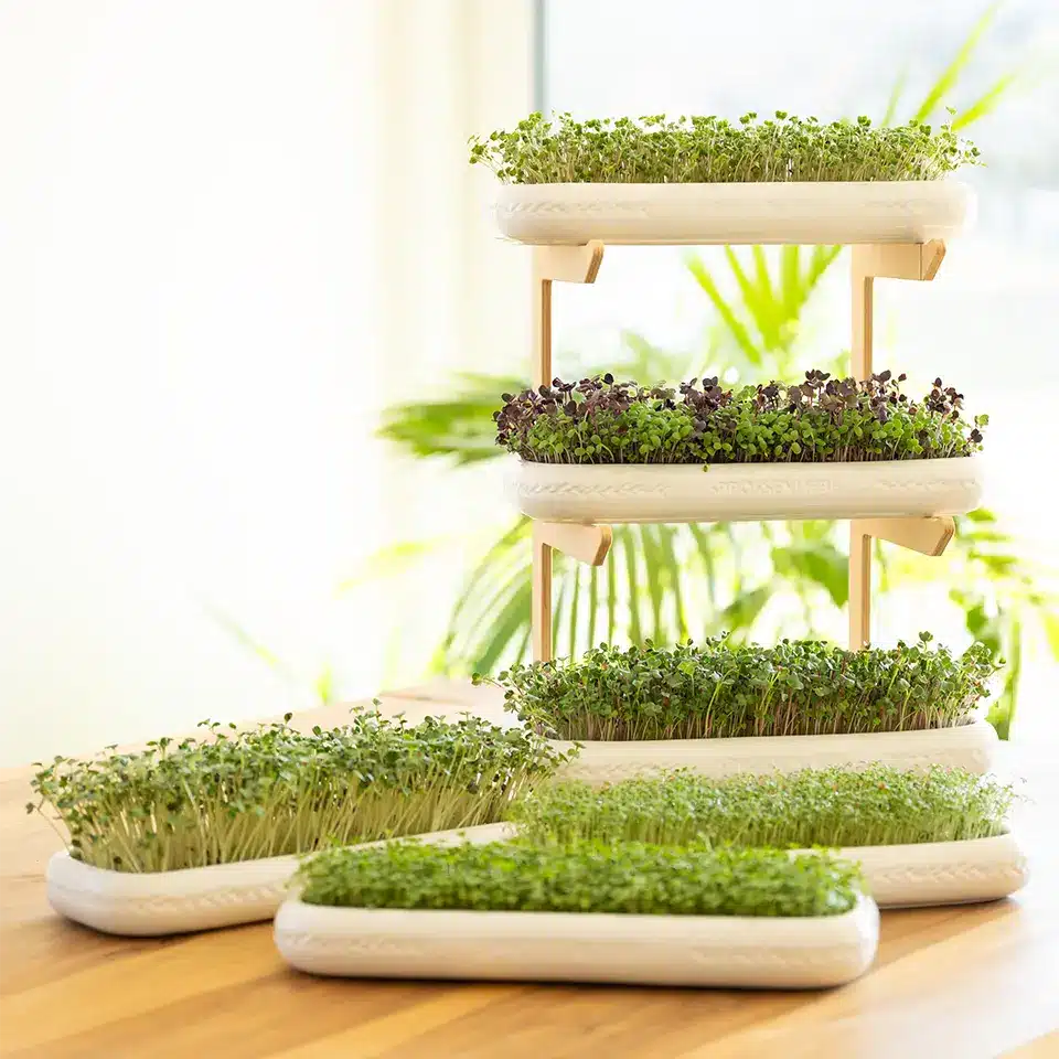 Verschiedene Sorten von Mini Gemüse in der Anzuchtschale