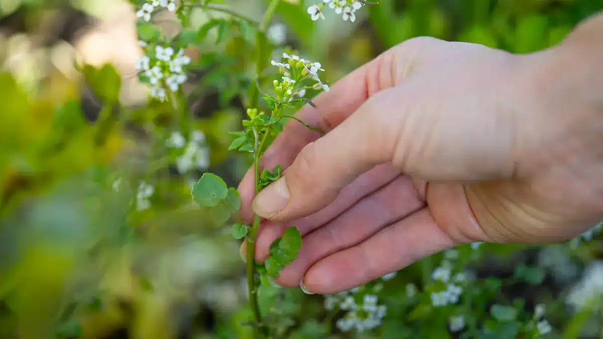 Das gesündeste Gemüse der Welt blüht im Mai