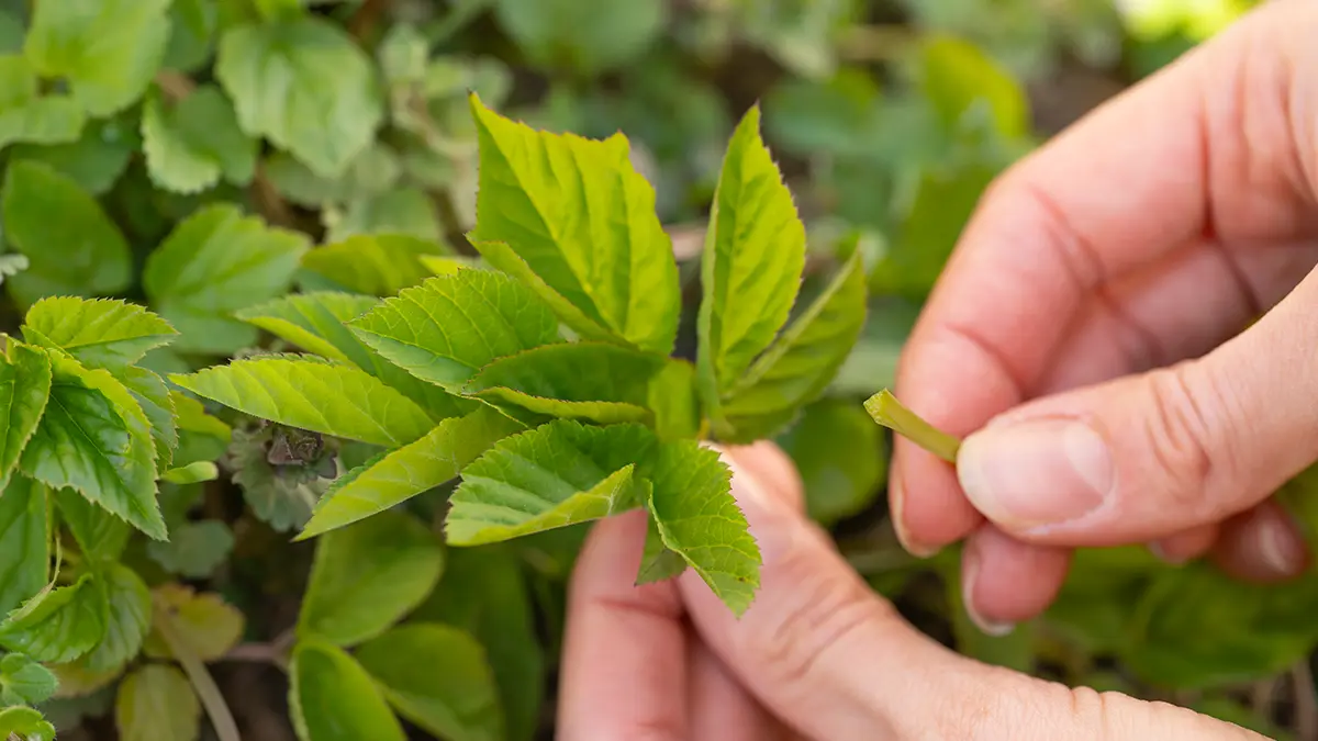 Giersch im April nutzen