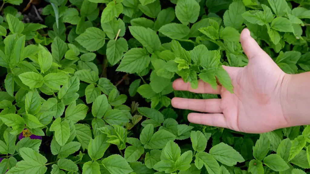 Giersch im April erkennen und sammeln – junge Blätter im Garten als essbares Wildkraut