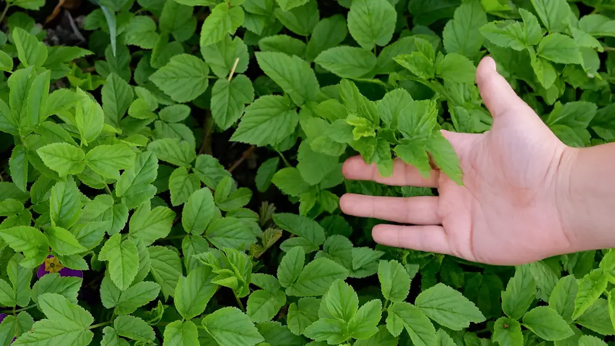 Giersch im April erkennen und sammeln – junge Blätter im Garten als essbares Wildkraut