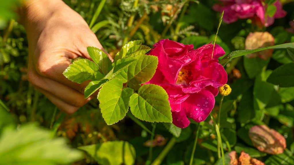 Giersch hilft Rosen und Hortensien