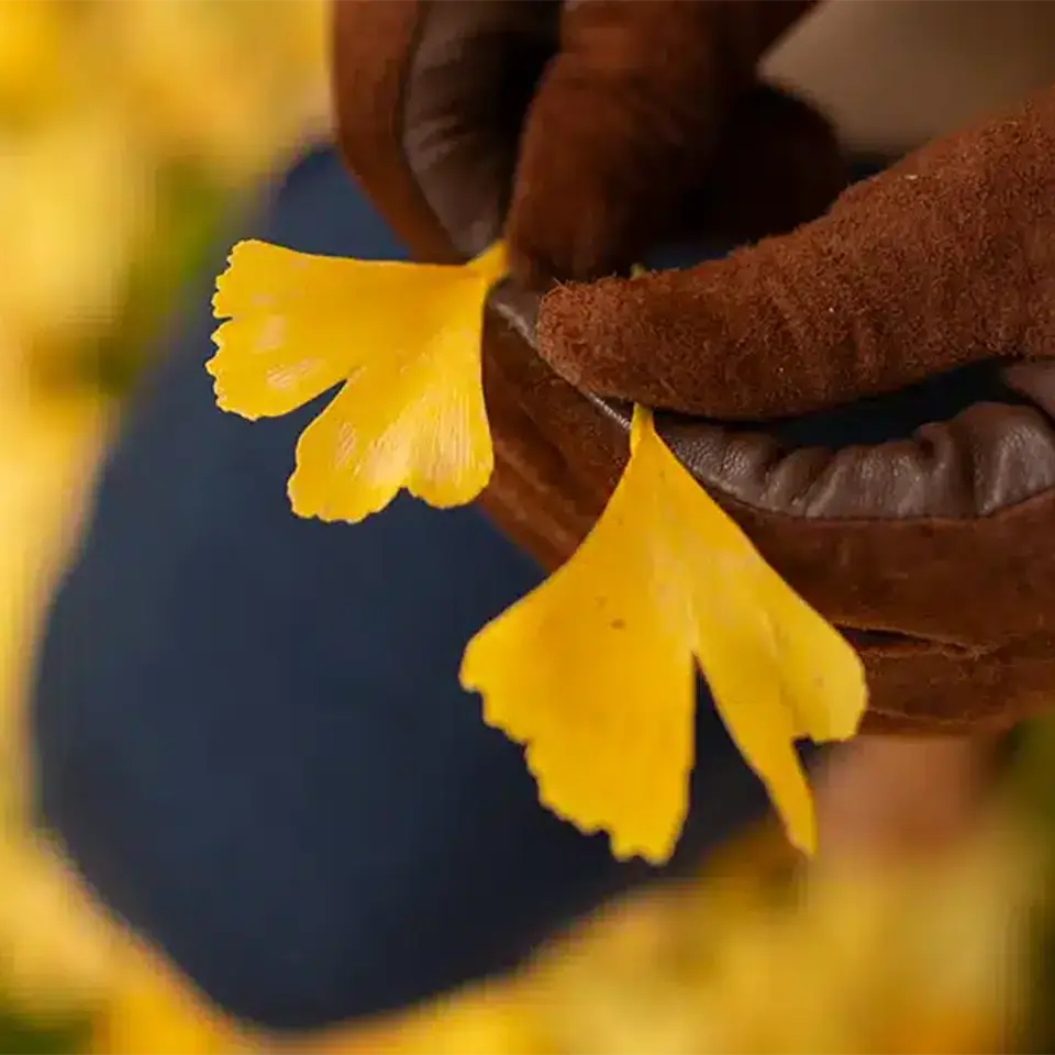 Blatt eines Ginkgo Baums