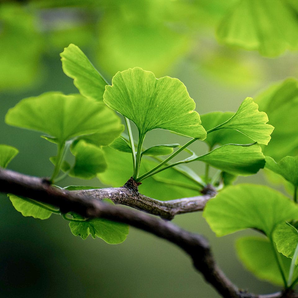 Die grünen Blätter des Ginkgo