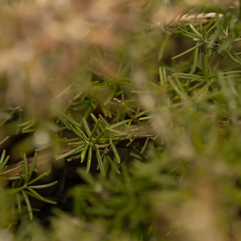 Grüne Nadeln des Rosmarins