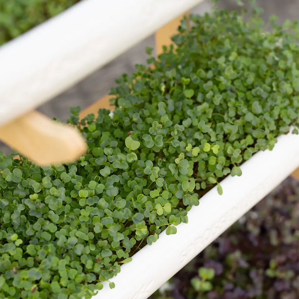 Grünkohl als Mini Gemüse