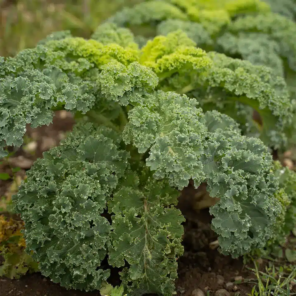 Grünkohl im November