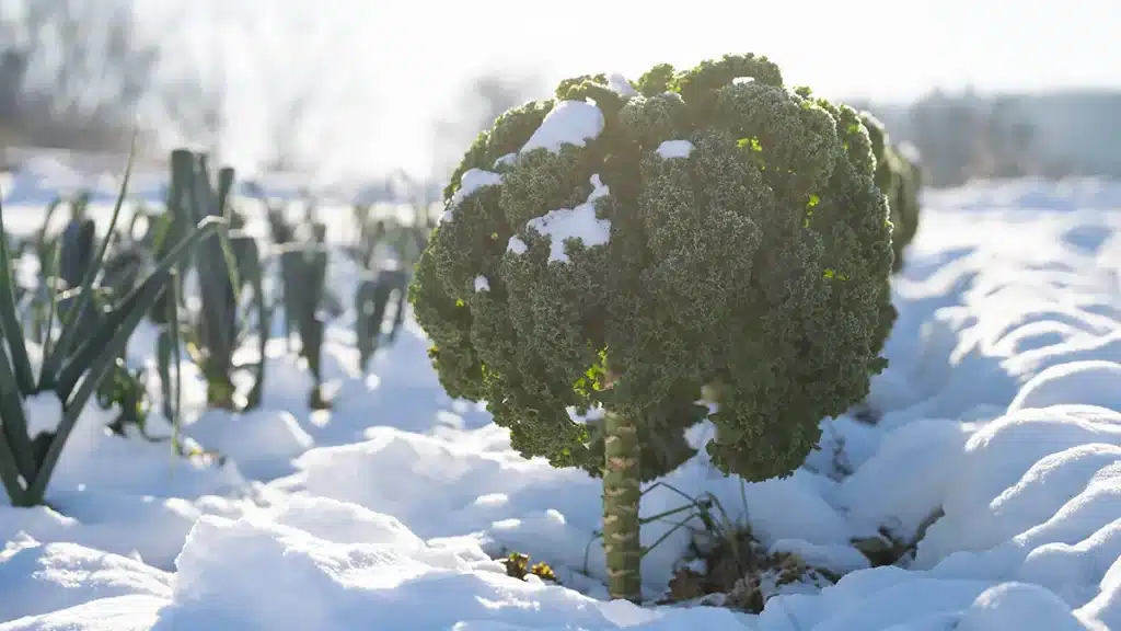 Grünkohl im Winter unter einer Schneedecke im Garten, mit frostigen Blättern und hellem Winterlicht – typisches Wintergemüse für die Ernte nach Frost.