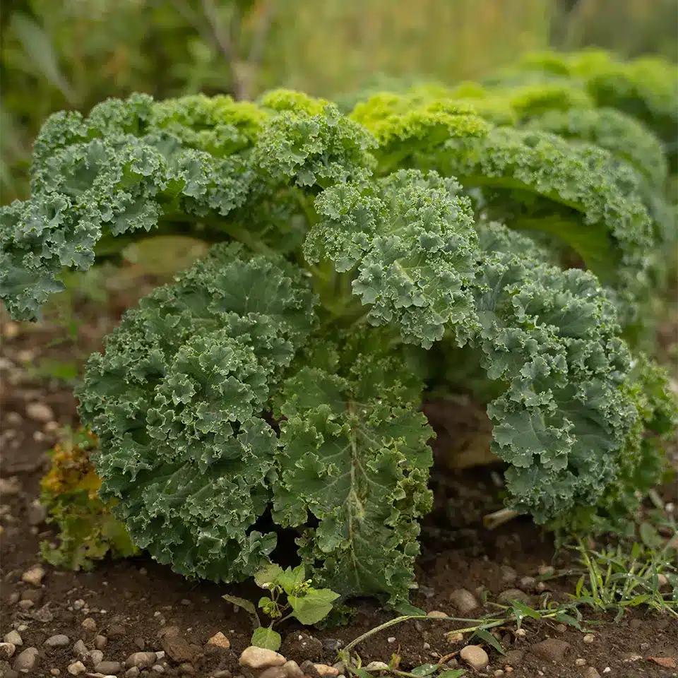 Grünkohl ist ein Wintergemüse