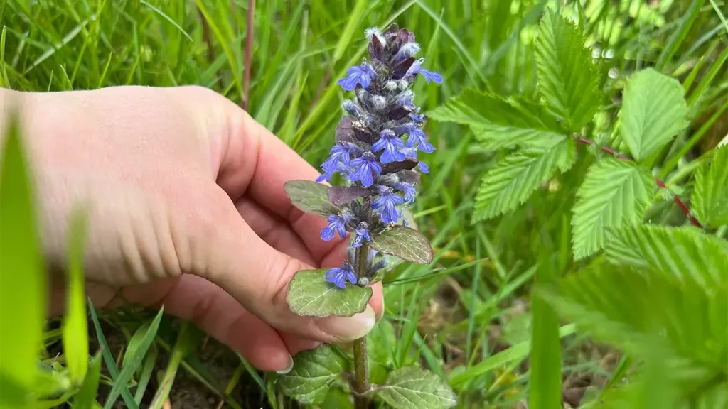 Kriechender Günsel mit blauen Blüten im April am Wegesrand – essbare Wildpflanze erkennen