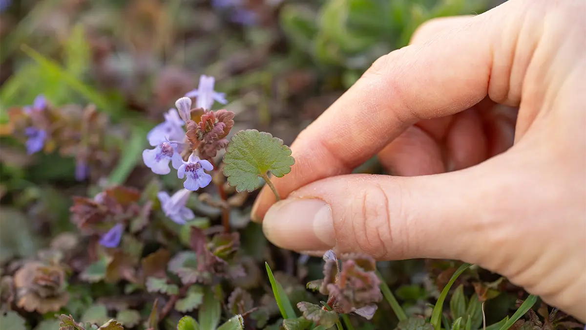 Gundermann (Glechoma hederacea) im März – Wildkraut mit Blättern und violetten Blüten wird im Garten gesammelt