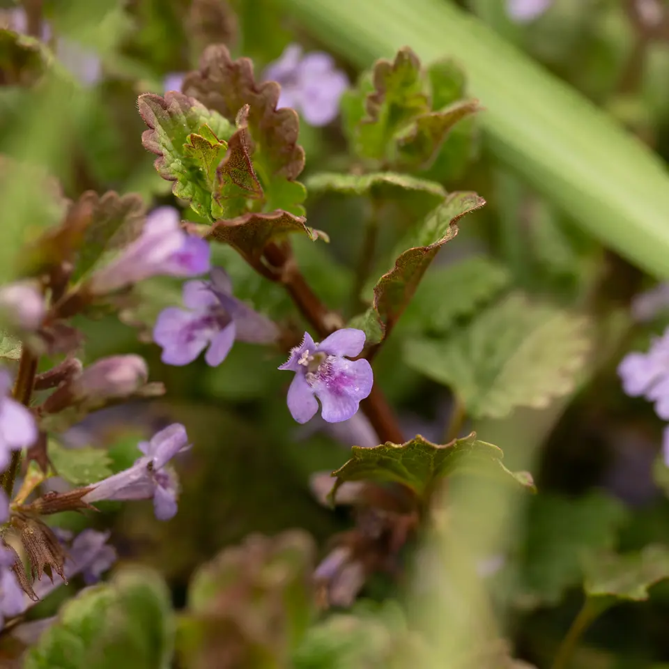 Gundermann mit Blüte