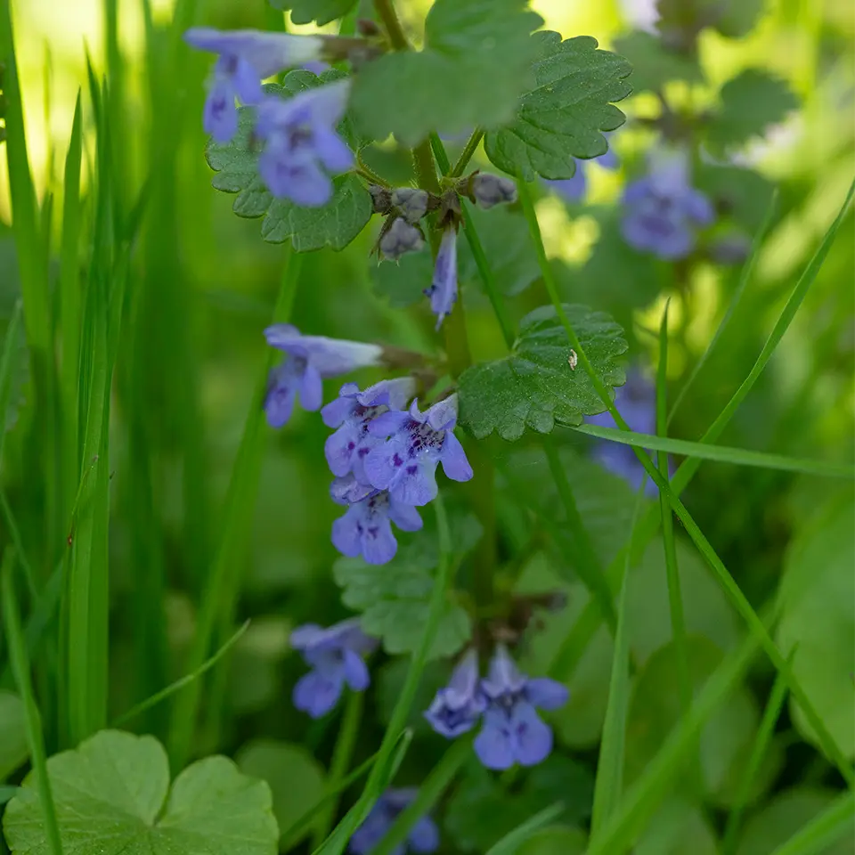 Gundermann mit blauen Blüten