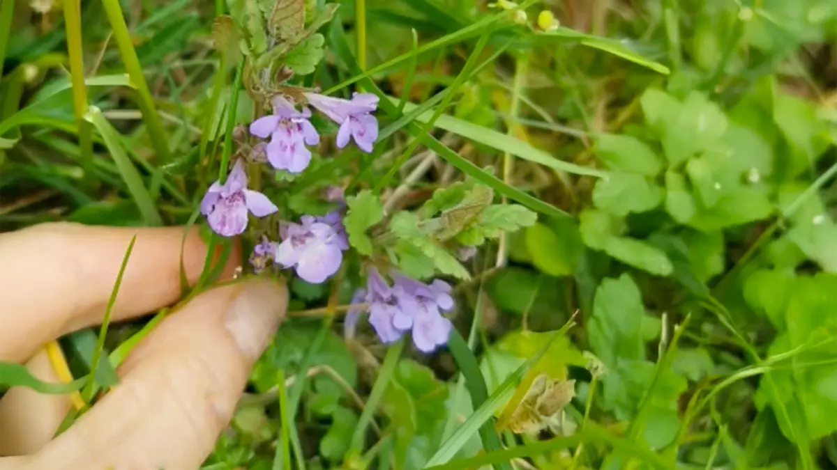 Gundermann im April sammeln