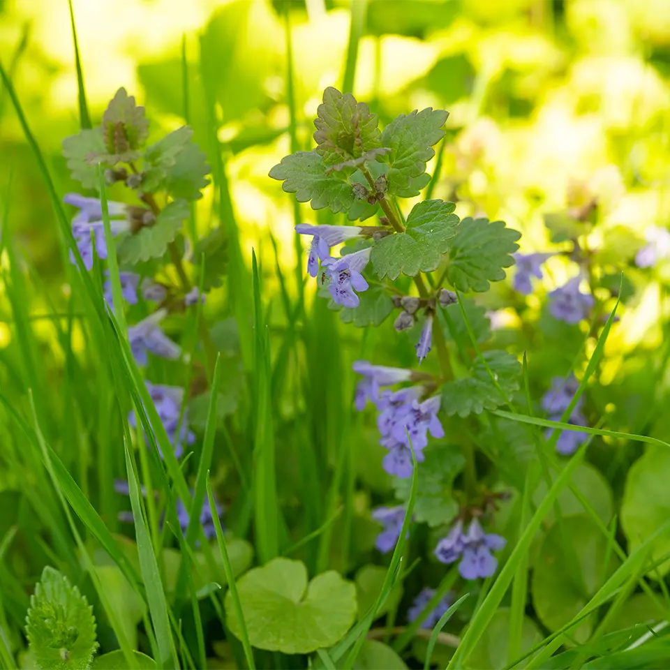 Blühender Gundermann im Garten