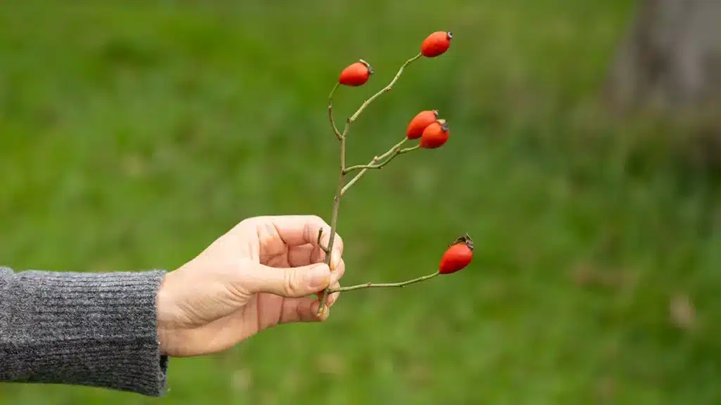 Hagebutten im November sammeln