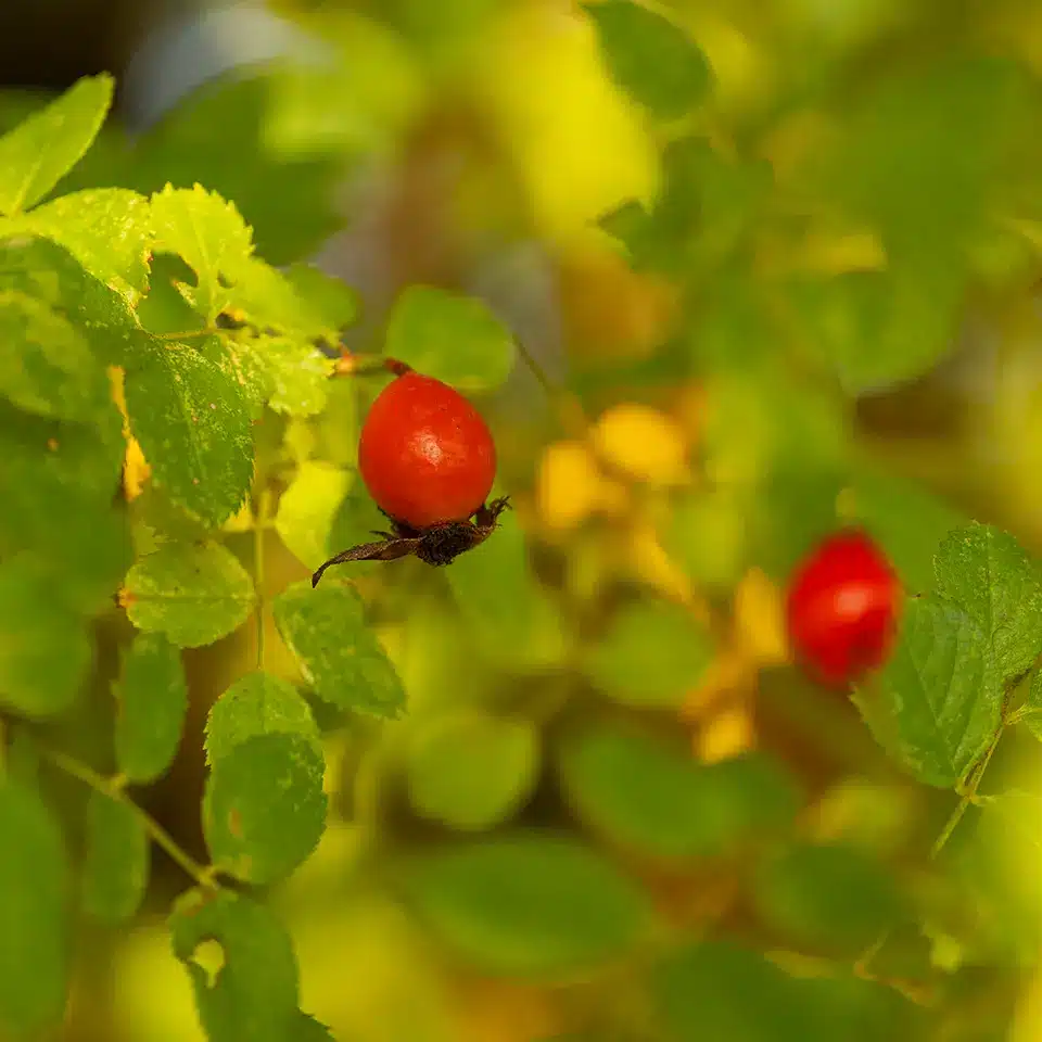 Hagebutten nach dem Frost