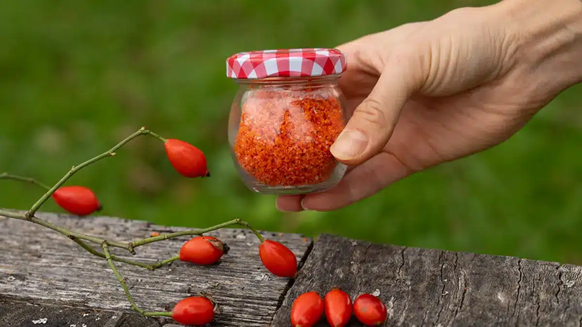 Hand hält ein Glas selbst gemachtes Hagebutten-Salz über frischen roten Hagebutten auf einem Holzstamm – herbstliches Wildkräuter-Rezept