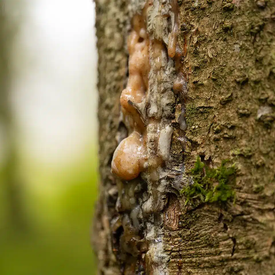 Mit Harz eines Baumes räuchern