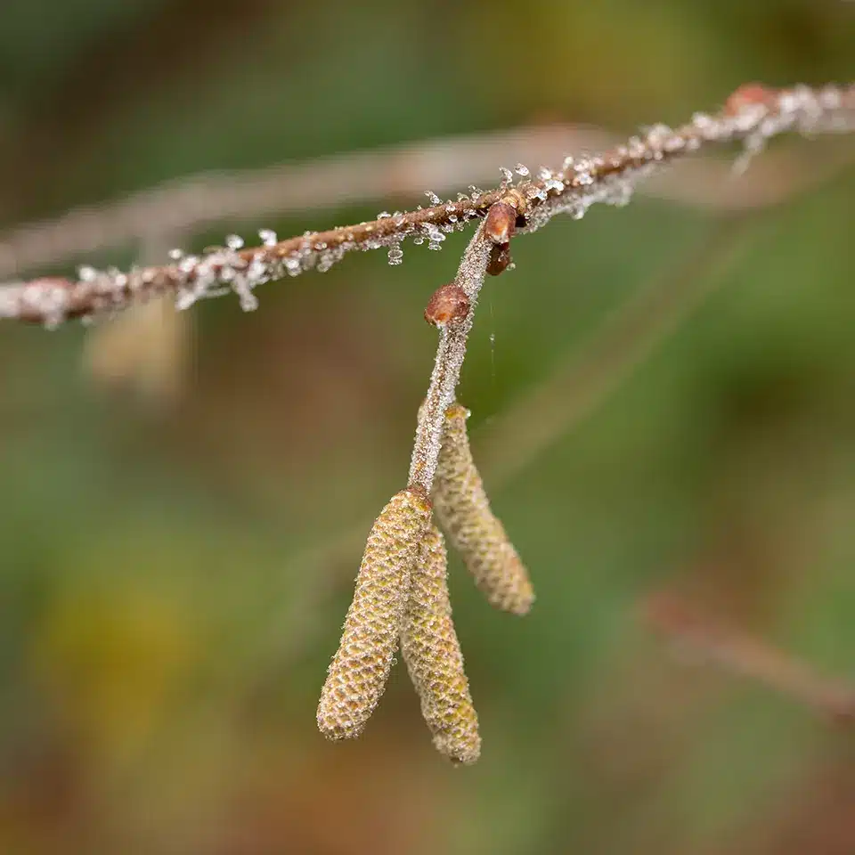 Hasel im Frühjahr