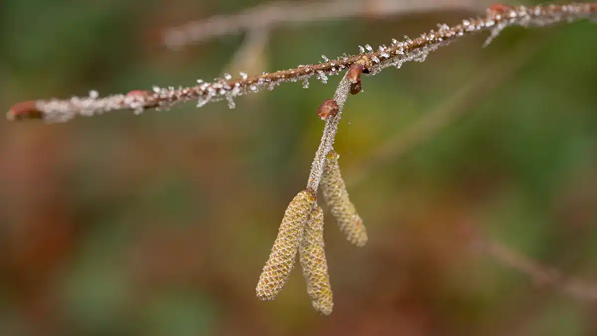 Haselkätzchen im Februar
