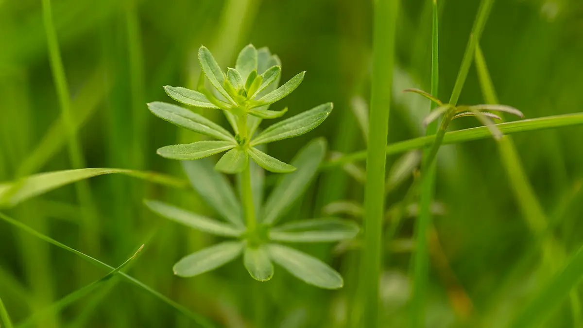 Die Heilkräfte des Wiesenlabkrauts im März