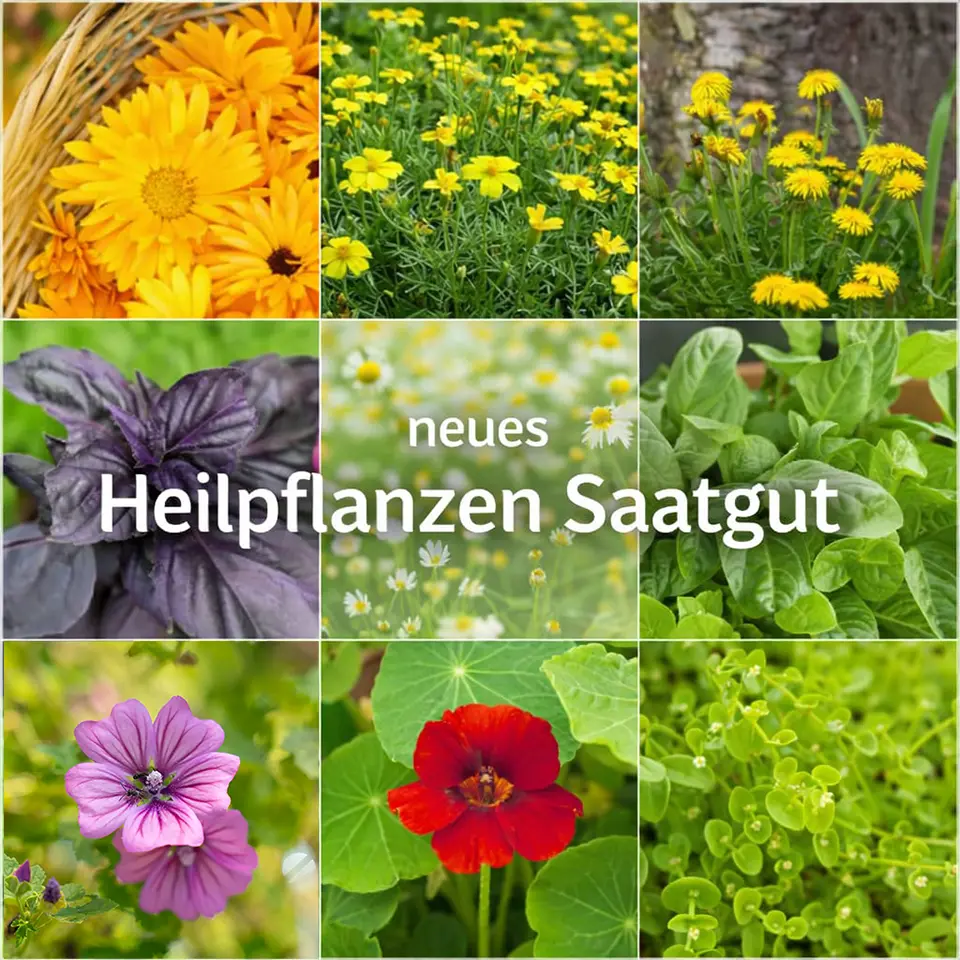 Saatgut für Heilpflanzen in der Übersicht