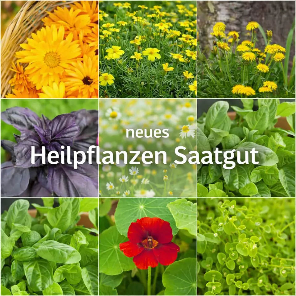 Heilpflanzen Saatgut