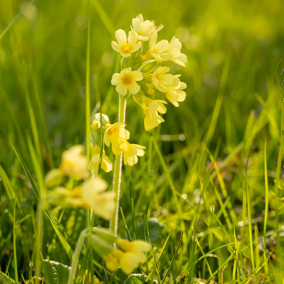 Hohe Schlüsselblume