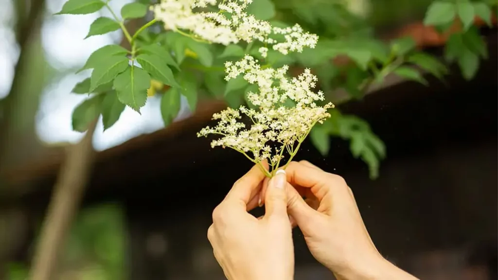 Zwei Hände pflücken eine frische weiße Holunderblütendolde von einem Holunderstrauch im Mai