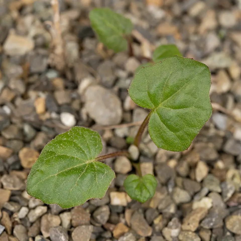Blätter des Huflattich