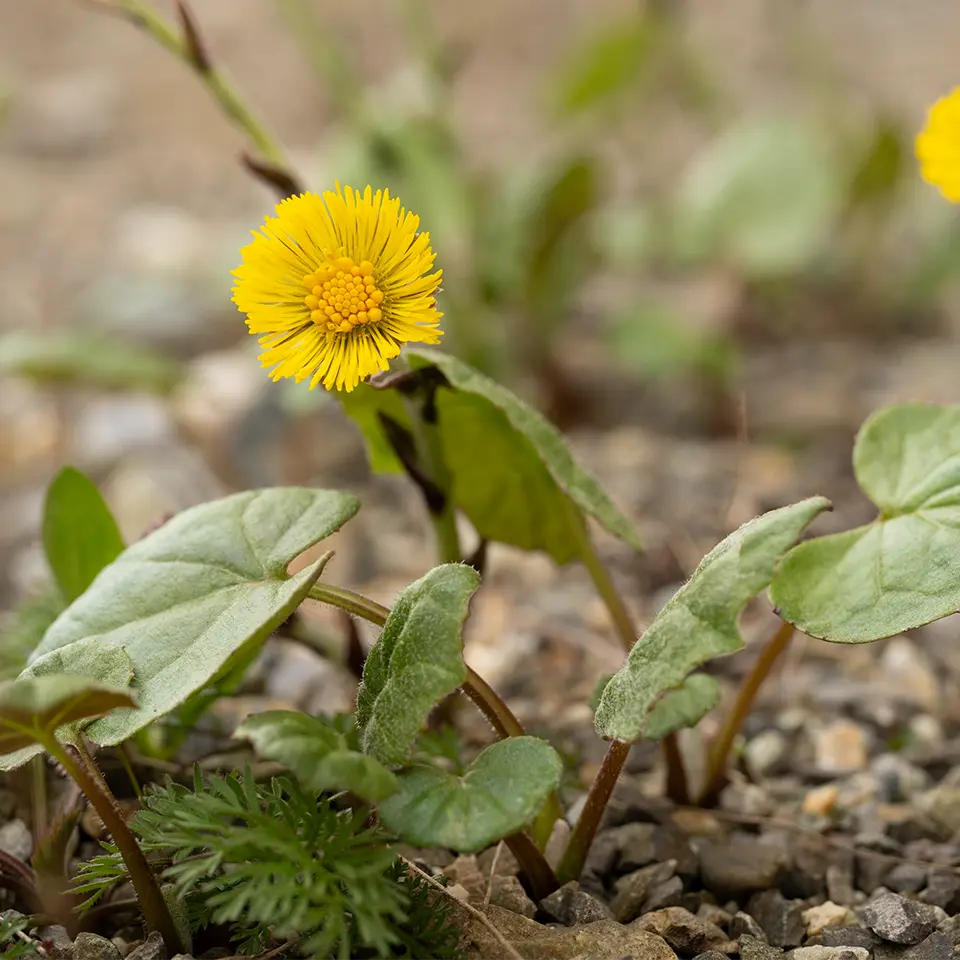 Blühender Huflattich